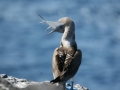 Blue-footed Booby