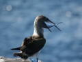 Blue-footed Booby