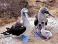 Blue-footed Booby