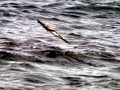 Blue-footed Booby
