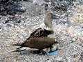 Blue-footed Booby