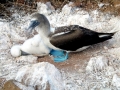 Blue-footed Booby