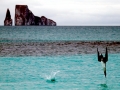 Blue-footed Booby