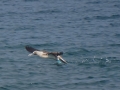 Blue-footed Booby