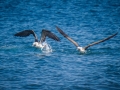 Blue-footed Booby