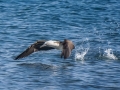 Blue-footed Booby