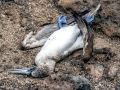 Blue-footed Booby