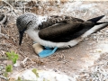 Blue-footed Booby