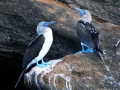 Blue-footed Booby