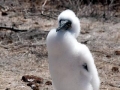 Blue-footed Booby