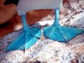 Blue-footed Booby