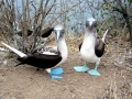 Blue-footed Booby