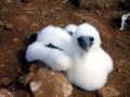 Blue-footed Booby
