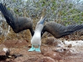 Blue-footed Booby