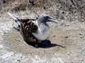 Blue-footed Booby
