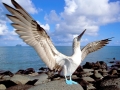 Blue-footed Booby