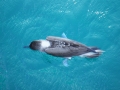 Blue-footed Booby