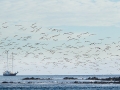 Blue-footed Booby