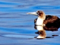 Blue-footed Booby