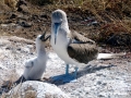 Blue-footed Booby