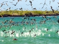 Blue-footed Booby