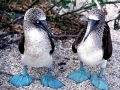 Blue-footed Booby