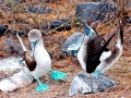 Blue-footed Booby