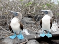 Blue-footed Booby