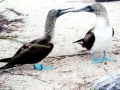Blue-footed Booby