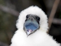 Blue-footed Booby