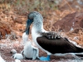 Blue-footed Booby