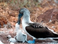 Blue-footed Booby