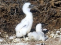 Blue-footed Booby