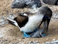 Blue-footed Booby