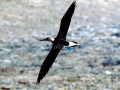 Blue-footed Booby