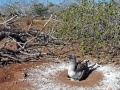 Blue-footed Booby