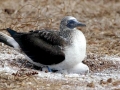 Blue-footed Booby