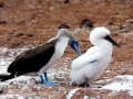 Blue-footed Booby