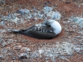Blue-footed Booby