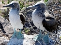 Blue-footed Booby