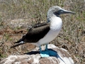 Blue-footed Booby