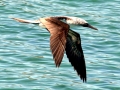 Blue-footed Booby