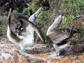 Blue-footed Booby