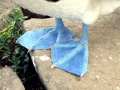 Blue-footed Booby