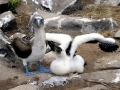 Blue-footed Booby