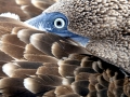Blue-footed Booby