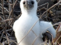 Blue-footed Booby