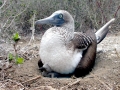 Blue-footed Booby