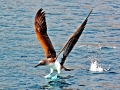 Blue-footed Booby