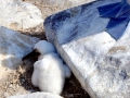 Blue-footed Booby